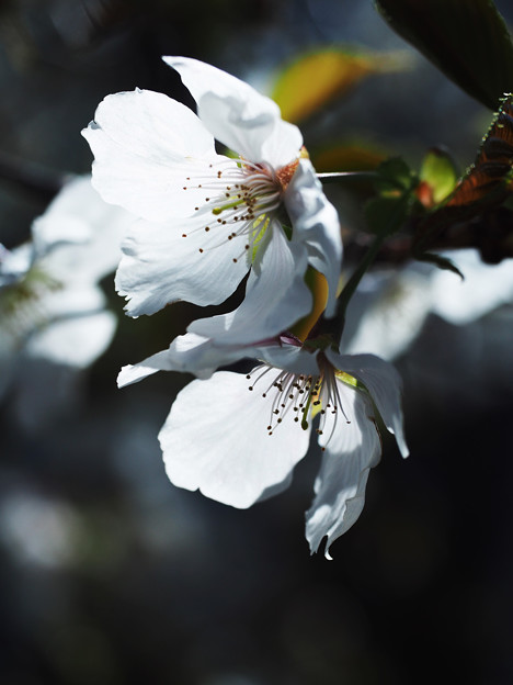 写真: 春咲き1