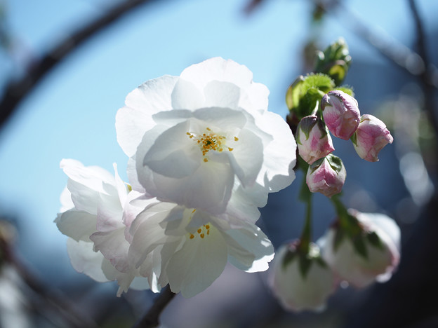 写真: 春咲き3