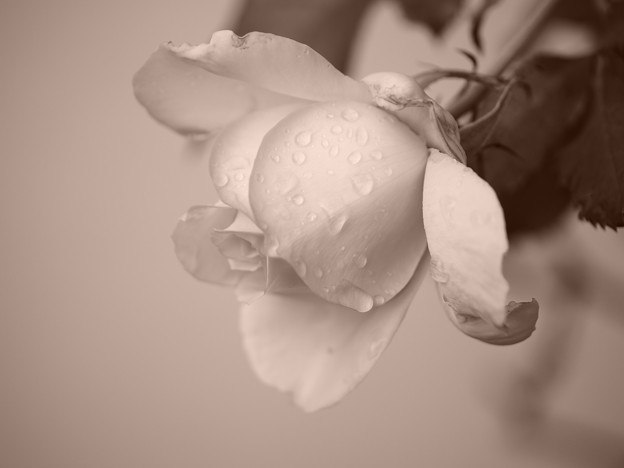 Photos: 薔薇、雨の中1