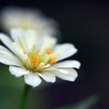 写真: Petite Fleur#2