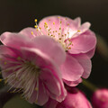 Photos: 春咲-1
