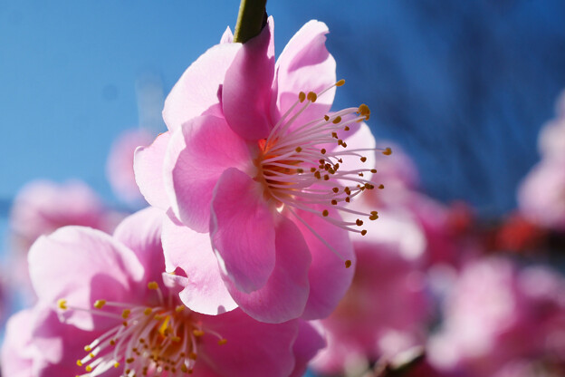 写真: 春咲-1