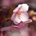 写真: 春咲-4