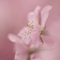 写真: 桜-2