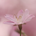 写真: 桜-3