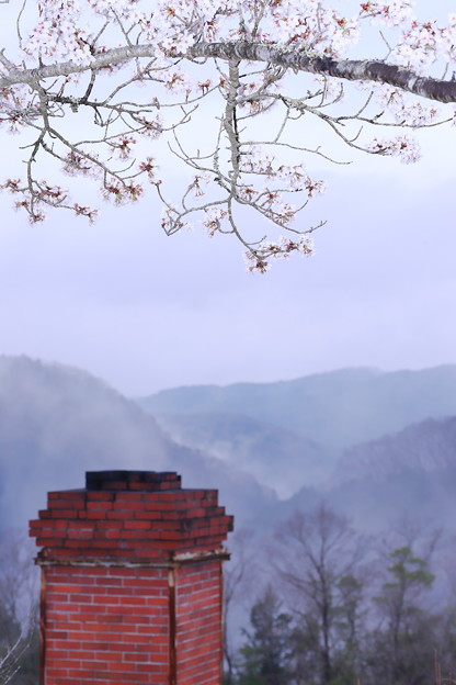 写真: 桜アーチ