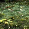 写真: モネの池そっくりさん