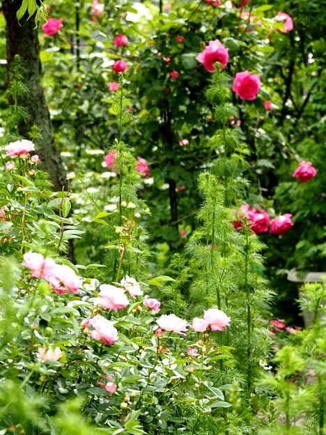 写真: 薔薇の咲くお庭で
