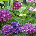 写真: 庭の紫陽花
