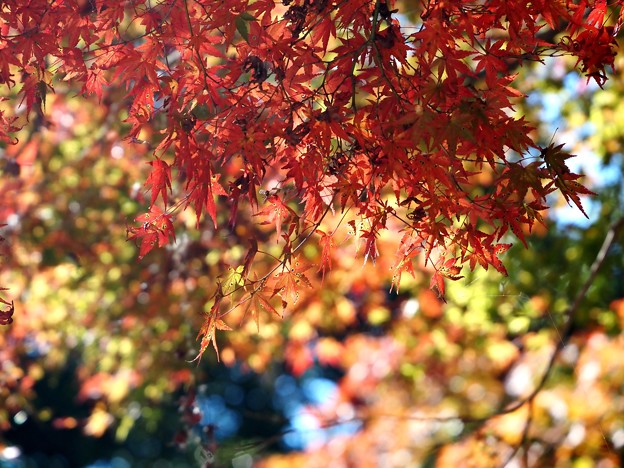 写真: 彩りの秋