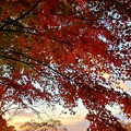 写真: 朝焼けの中の紅葉