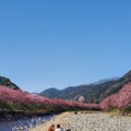 Photos: 河津桜