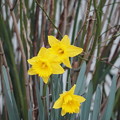 Photos: 春は黄色