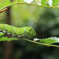 写真: アガハ蝶の幼虫1R8A6953