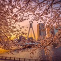 中央大橋の桜　その１