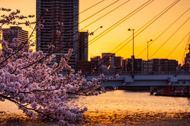 写真: 中央大橋の桜　その２