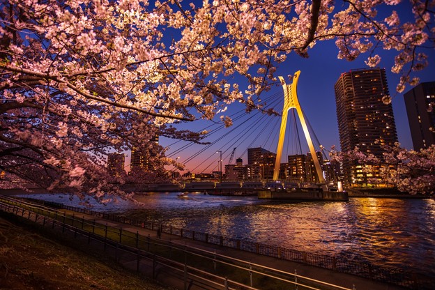 Photos: 中央大橋の桜　その４