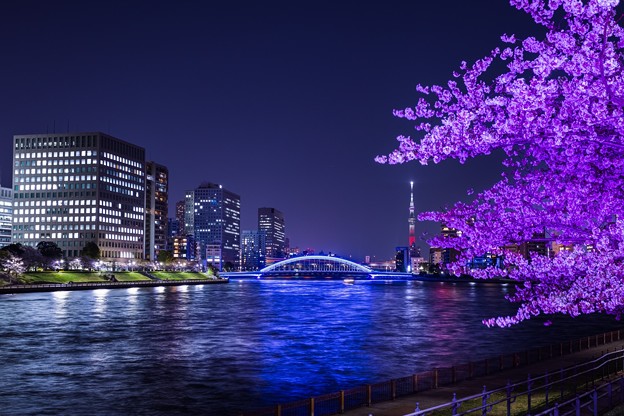 写真: ライトアップ夜桜