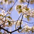 Photos: 光に透ける桜～