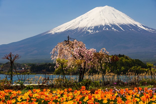 写真: 河口湖　大石公園にて　富士と桜とチューリップ