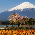 Photos: 河口湖　大石公園にて　富士と桜とチューリップ