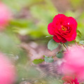 写真: 大石公園の花たち　１