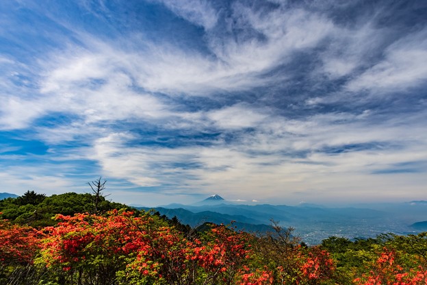 写真: レンゲツツジと富士山　三窪高原にて　その１
