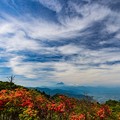 Photos: レンゲツツジと富士山　三窪高原にて　その１