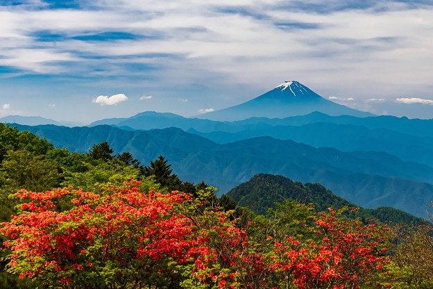 写真: レンゲツツジと富士山　三窪高原にて　その３