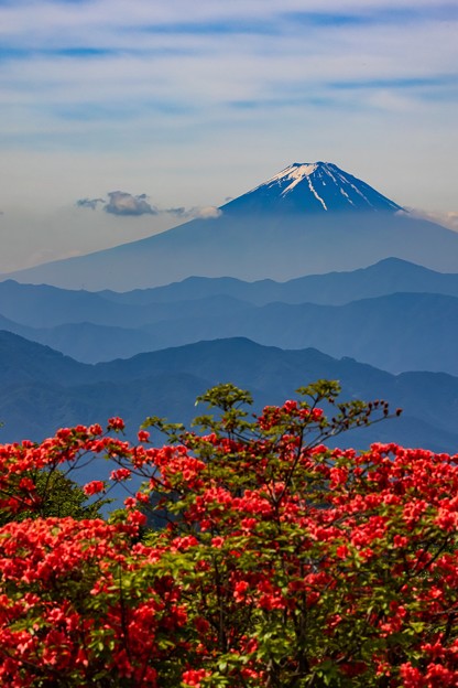 写真: レンゲツツジと富士山