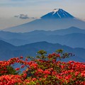 レンゲツツジと富士山