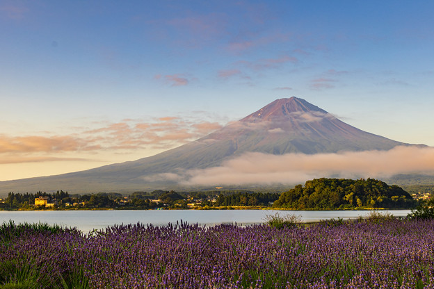 写真: 富士山とラベンダー　朝焼け