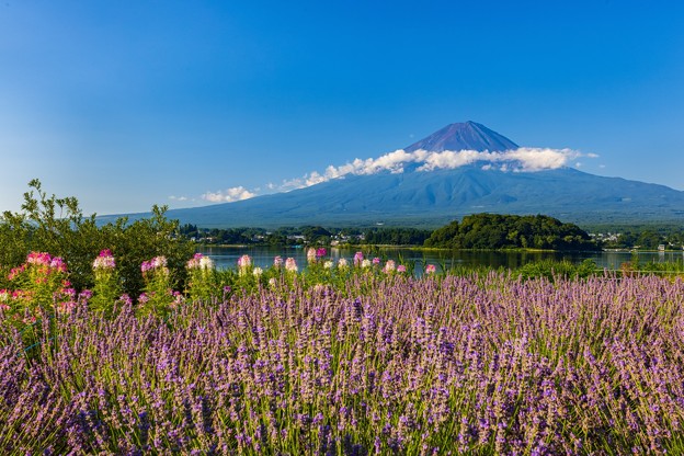 写真: 富士山とラベンダー　青空