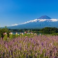 Photos: 富士山とラベンダー　青空