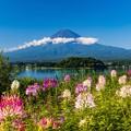 Photos: 富士山と色とりどりの花
