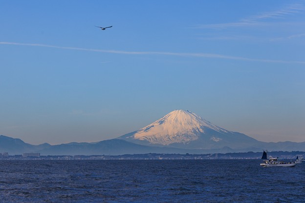 写真: 金谷港より望む富士　その２