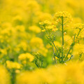 写真: 黄色な日＾＾　菜の花