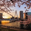 桜の額縁　中央大橋