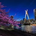 中央大橋と桜　夜景