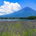 写真: ラベンダーと富士山　その２