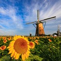 写真: ヒマワリとオランダ風車　その２