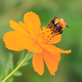 写真: キバナコスモスにクマバチ