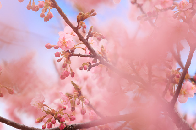 写真: ほんわり　河津桜