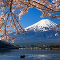 写真: 河口湖円形ホール付近　富士と桜　その４