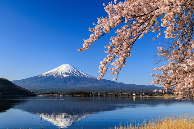 写真: 河口湖円形ホール付近　富士と桜　その5