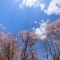 写真: まだまだ元気な桜