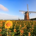 写真: オランダ風車とひまわり