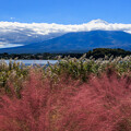 写真: ミューレンベルギアと富士山