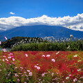 写真: コスモス・コキア・ススキ＆雲隠れ富士