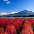 写真: 富士山とコキア　おかわりその１